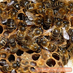 abejas en la caja de apiterapia HD